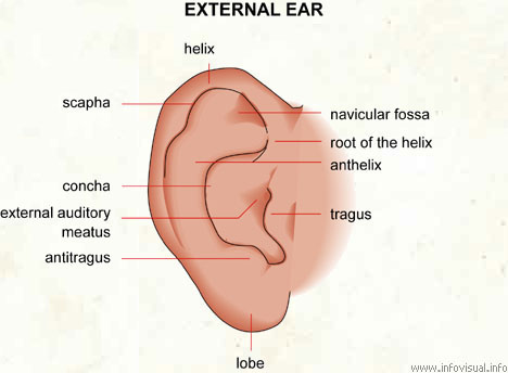 Bagian Bagian Telinga dan Fungsinya