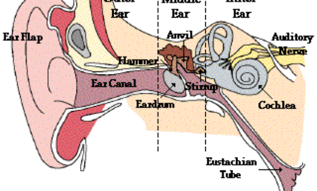 Telinga bagian tengah terdiri atas tulang