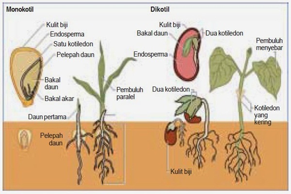 Pengertian, Ciri Ciri dan Klasifikasi Kingdom Plantae (Tumbuhan)