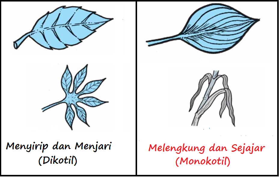 Pengertian, Ciri Ciri dan Klasifikasi Kingdom Plantae (Tumbuhan)