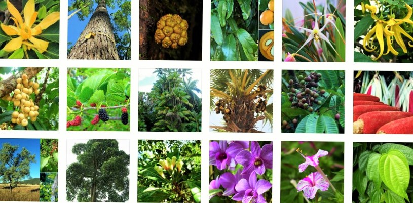 Pembagian Persebaran Flora dan Fauna di Indonesia