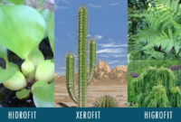 Pengertian Tumbuhan Hidrofit, Xerofit, Higrofit, Halofit dan Mesofit