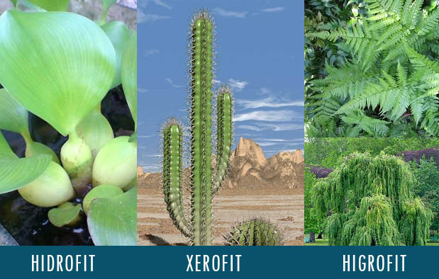 Pengertian Tumbuhan Hidrofit, Xerofit, Higrofit, Halofit dan Mesofit