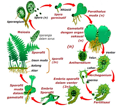 Jelaskan yang anda ketahui mengenai generasi sporofit tumbuhan paku