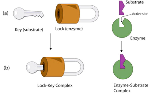 Gambar Teori Gembok dan Kunci Dalam Mekanisme Enzim