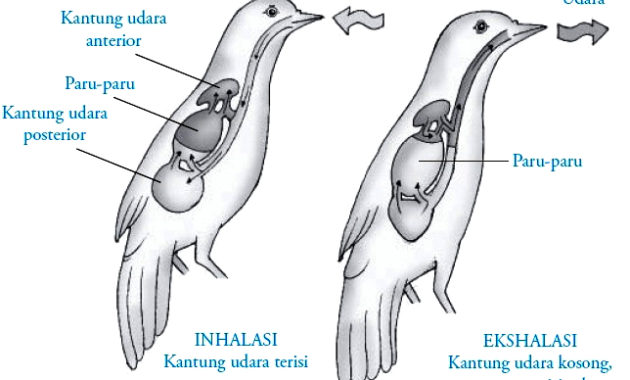 Sistem Pernapasan pada Hewan Aves (Burung)