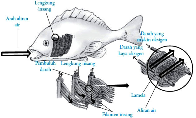 Sistem Pernapasan pada Hewan Pisces (Ikan)