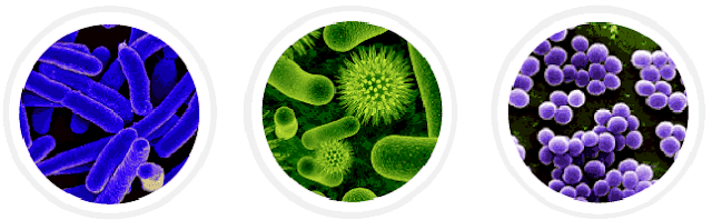 Mengapa cyanobacteria tergolong dalam kingdom monera
