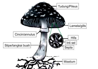 Ciri Ciri Fungi Beserta Klasifikasinya Lengkap