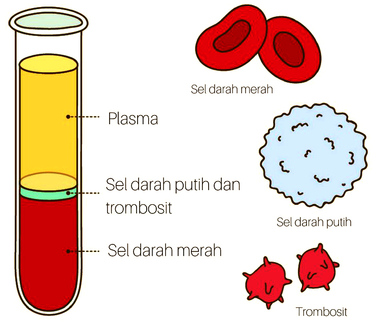 pernyataan yang tepat tentang ciri ciri komponen penyusun darah adalah