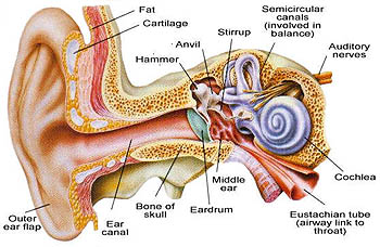 Pengertian Bagian Bagian Telinga dan Fungsinya Beserta Gambar