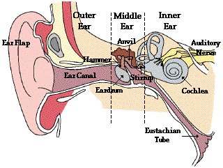 Pengertian Bagian Bagian Telinga dan Fungsinya Beserta Gambar