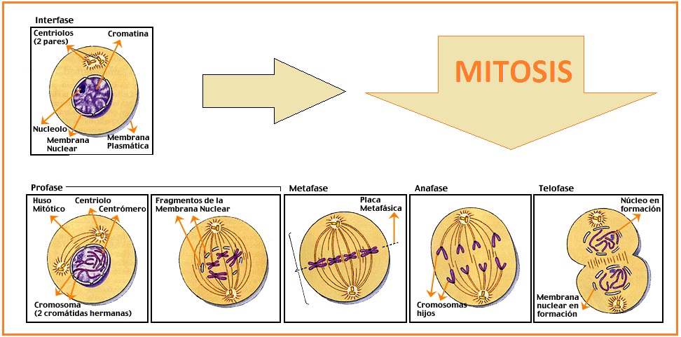 Pembelahan Mitosis dan Meiosis Beserta Gambarnya