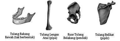 Pengertian Tulang Pipih dan Jenis Jenisnya Beserta Fungsi