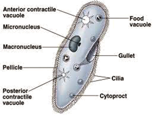 Sistem Ekskresi pada Protozoa
