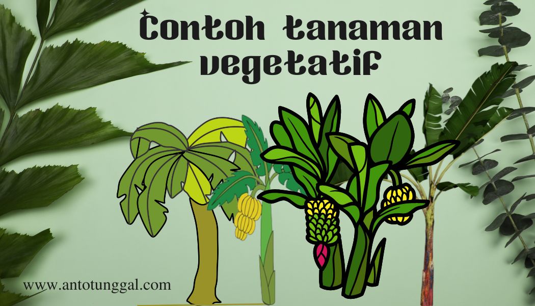 Ciri Ciri Perkembangbiakan Vegetatif, Contoh, dan Penjelasannya (contohnya pohon pisang)
