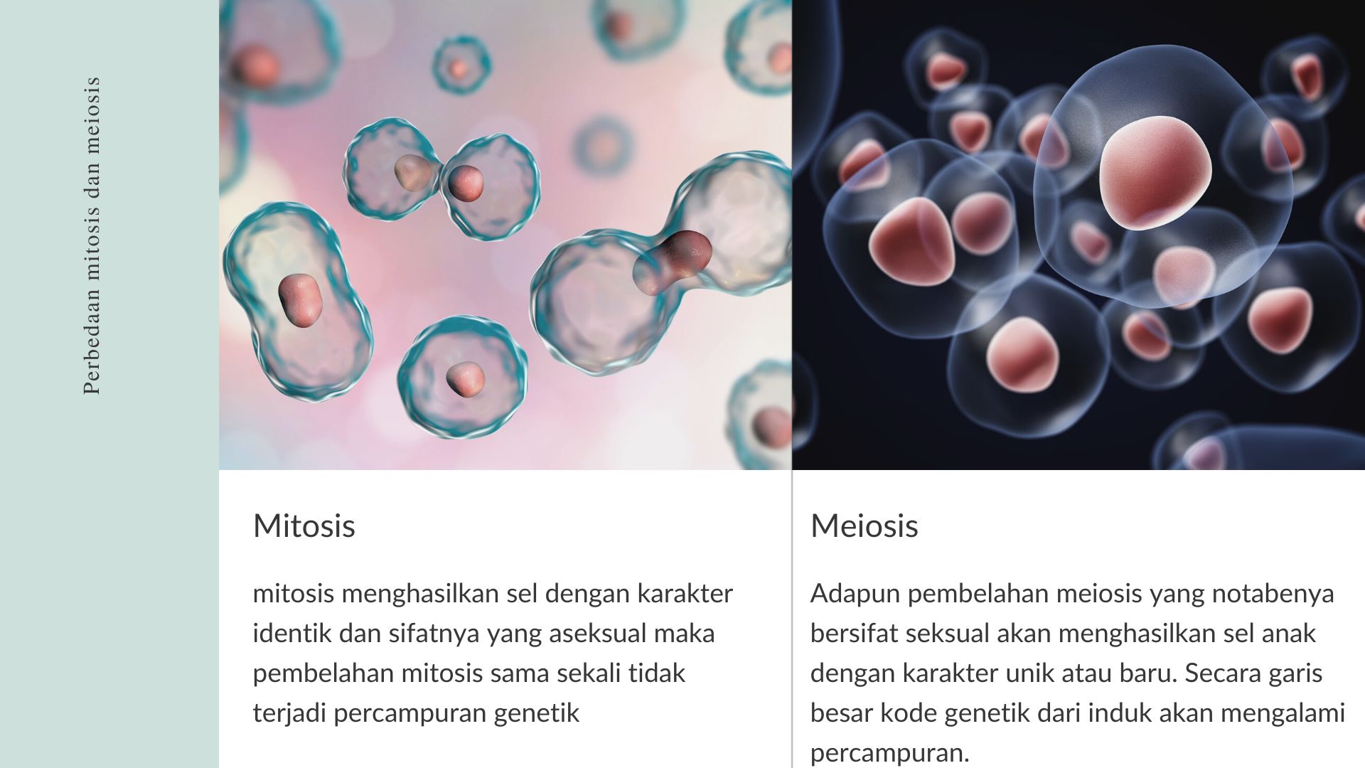 perbedaan mitosis dan meiosis dari segi genetik