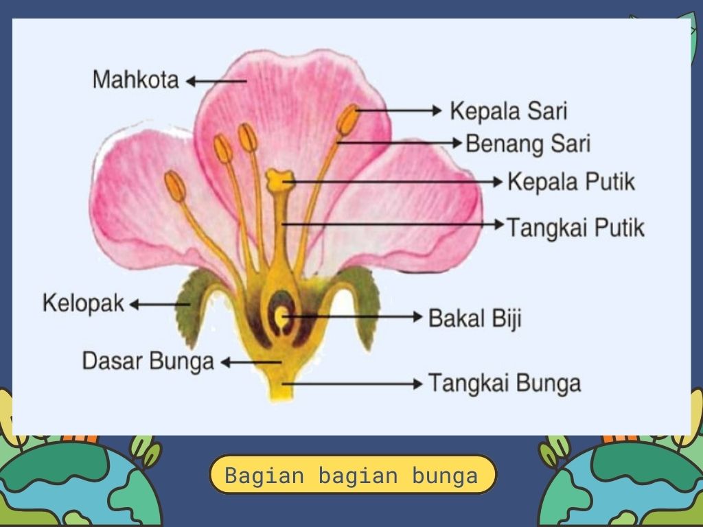 bagian bagian bunga dan fungsinya untuk reproduksi tumbuhan